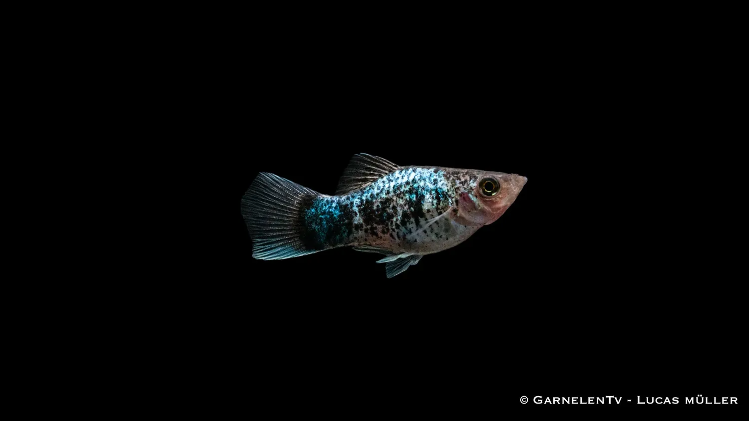 Garnelen TV Platy Blue Spotted akvariefisk 5-7 cm