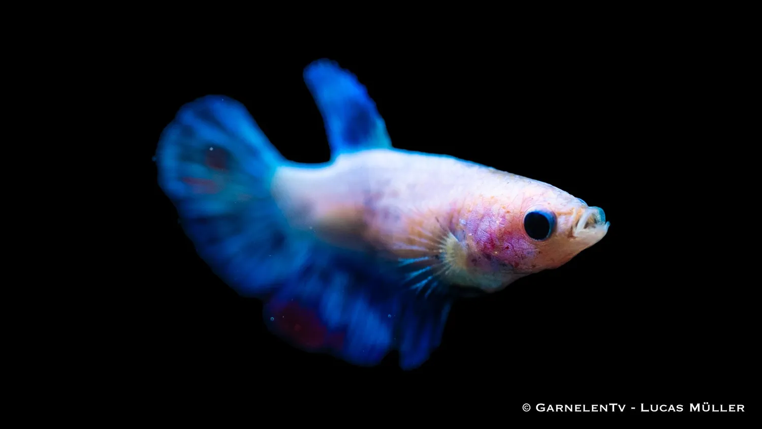 Garnelen TV Halfmoon kampfiskhona Betta splendens färgmix