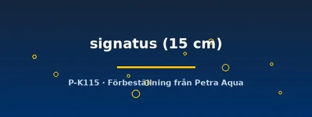 Potamotrygon signatus parnaibarocka 15 cm