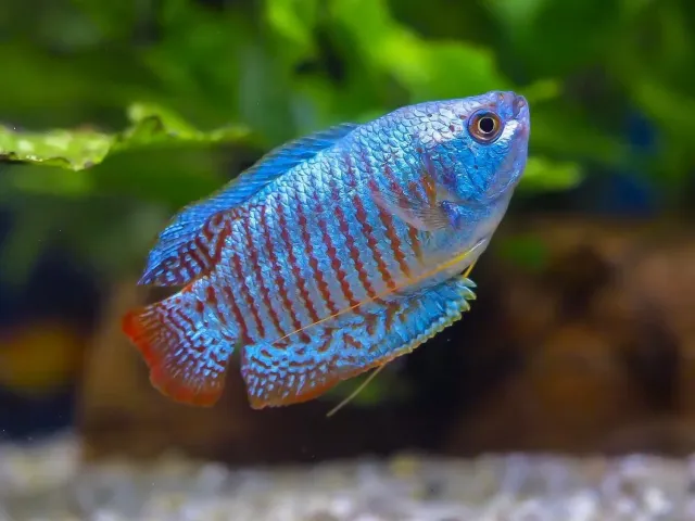 Näsets Ciklidhobby Dvärggurami akvariefisk Trichogaster lalius fredlig