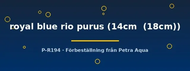 Näsets Ciklidhobby Discus royal blue rio purus 14–18 cm diskus