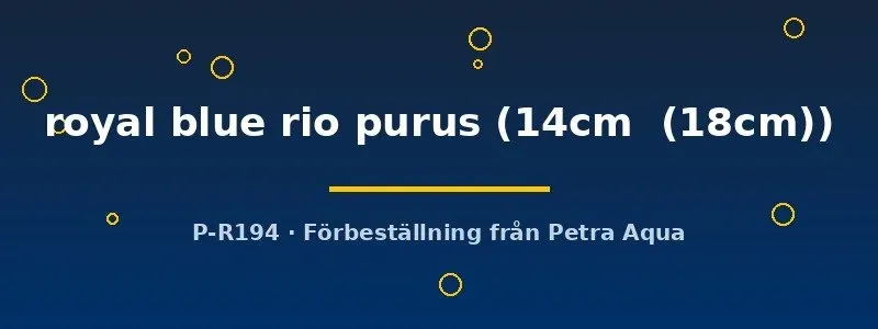 Näsets Ciklidhobby Discus royal blue rio purus 14–18 cm diskus
