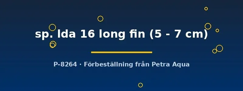 Näsets Ciklidhobby Ancistrus lda 16 long fin mal 5–7 cm