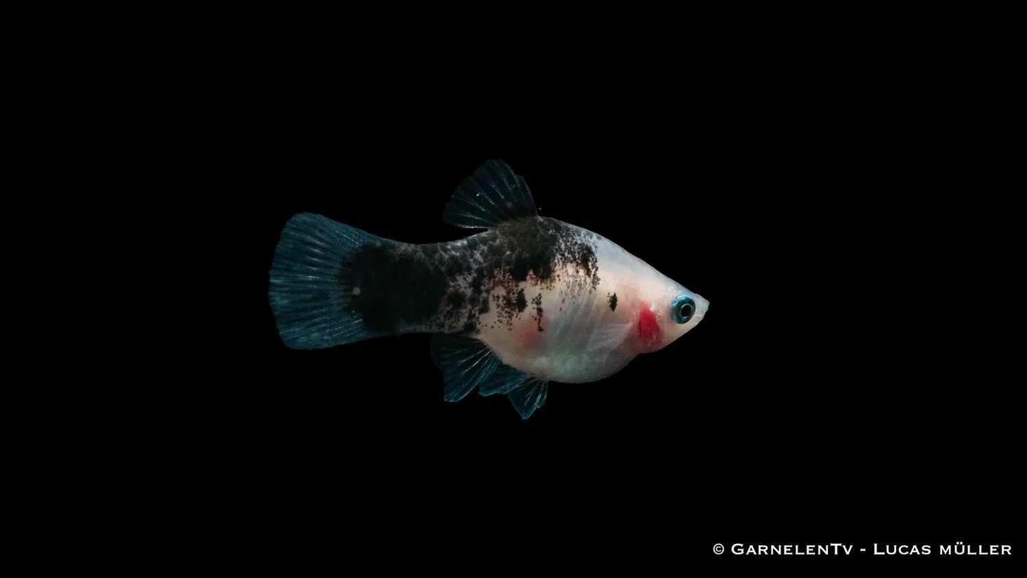 Garnelen TV Panda platy 5–7 cm fredlig grupp