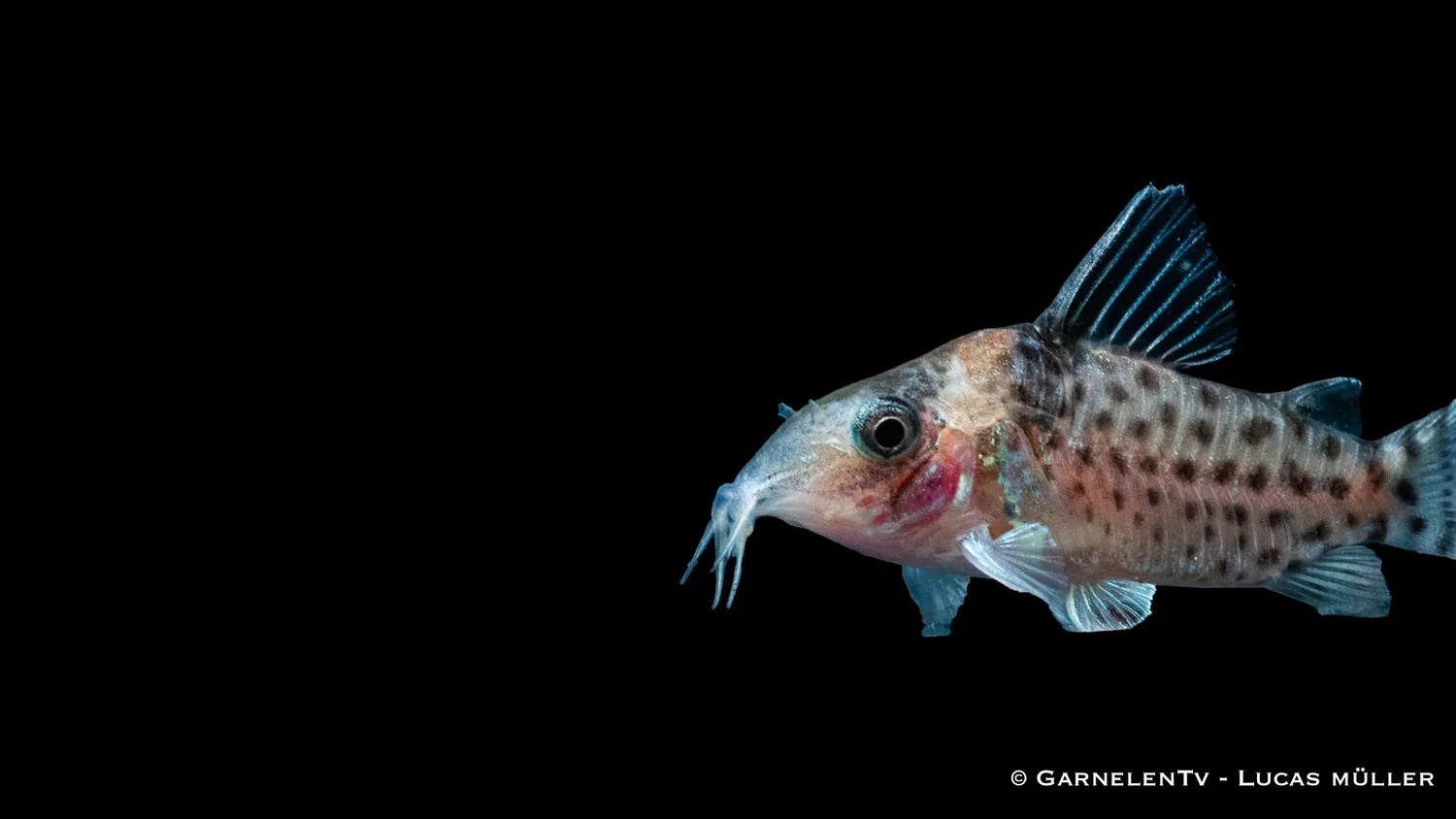 Garnelen TV Corydoras punctatus pansarmal prickig