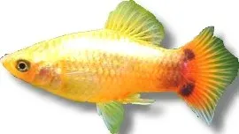 Näsets Ciklidhobby Platy Mickey Mouse akvariefisk 3–4 cm tålig