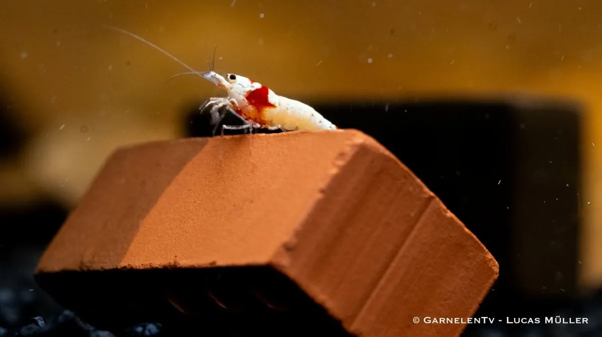 Garnelen TV Red Bee K4-K6 akvarieräka röd-vit