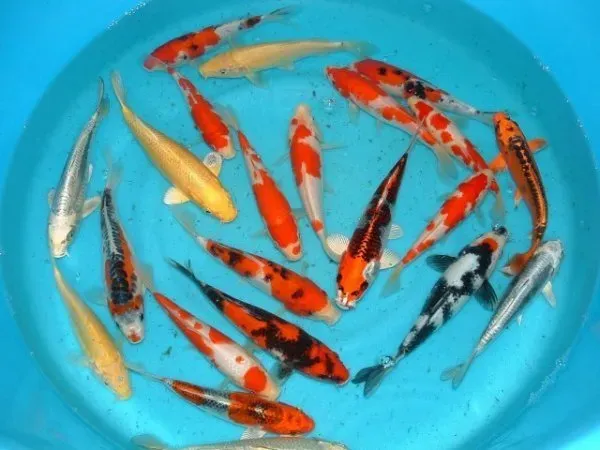 Näsets Ciklidhobby Koi A select koikarp 6–8 cm damm