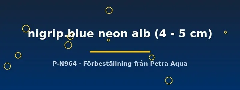 Näsets Ciklidhobby Blue neon albin akvariefisk 4–5 cm
