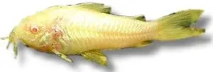 Näsets Ciklidhobby Albino Corydoras mal 2,5–3 cm bottenfisk