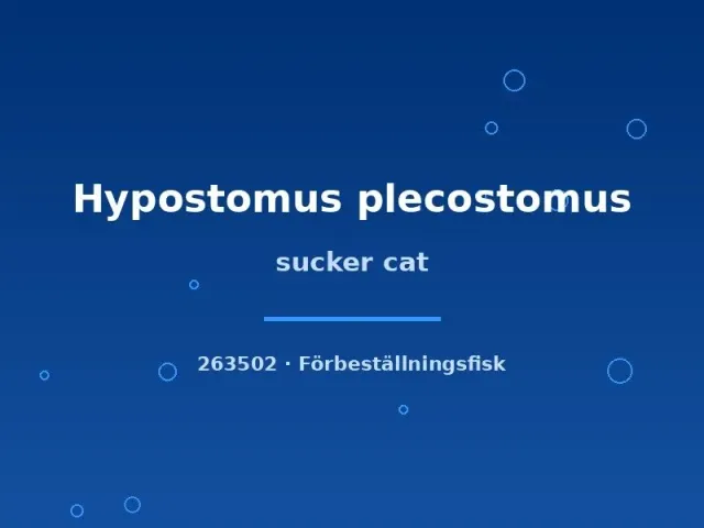 Näsets Ciklidhobby Hypostomus plecostomus mal 4–6 cm
