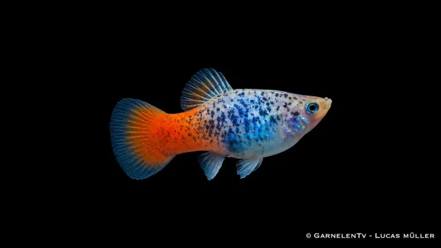 Garnelen TV Platy blau calico glühlicht akvariefisk