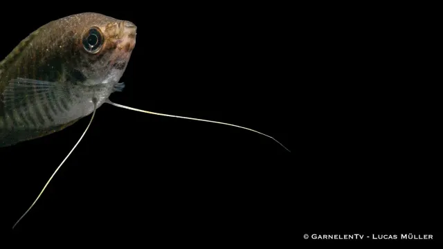 Garnelen TV Trichopodus fasciata akvariefisk randig gurami