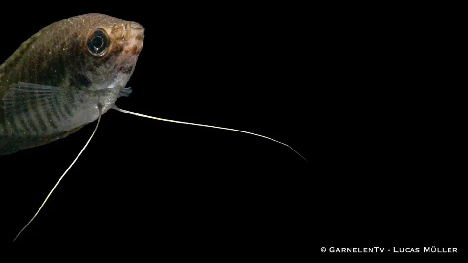 Garnelen TV Trichopodus fasciata akvariefisk randig gurami