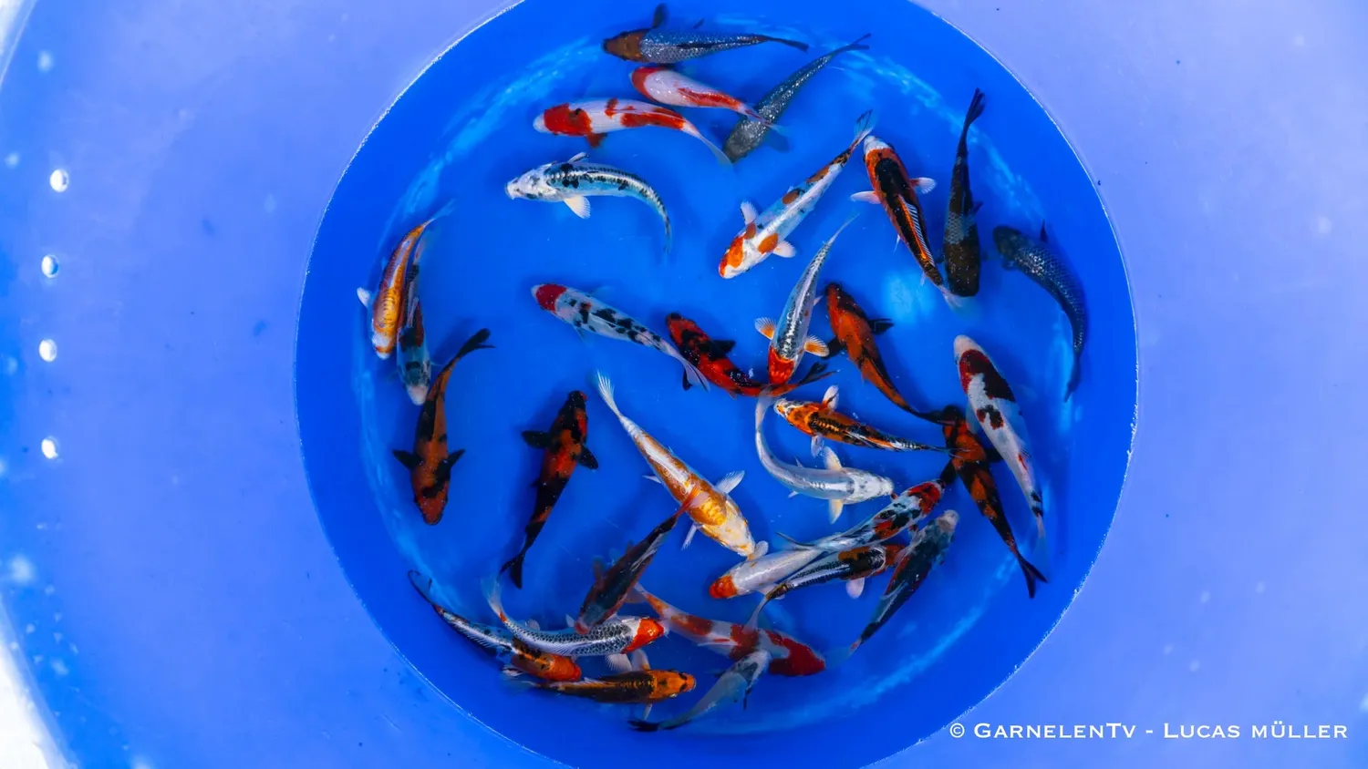 Garnelen TV Japan Koi Oofuchi koi 14-16 cm robust