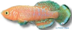 Nothobranchius Kayuni killifisk 2,5–3,5 cm