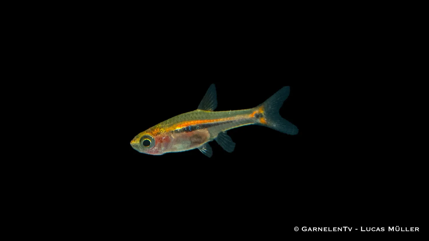 Garnelen TV Schwanzstreifenrasbora nanofisk Boraras