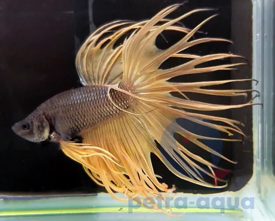 Näsets Ciklidhobby Betta crowntail yellow kampfisk S hane