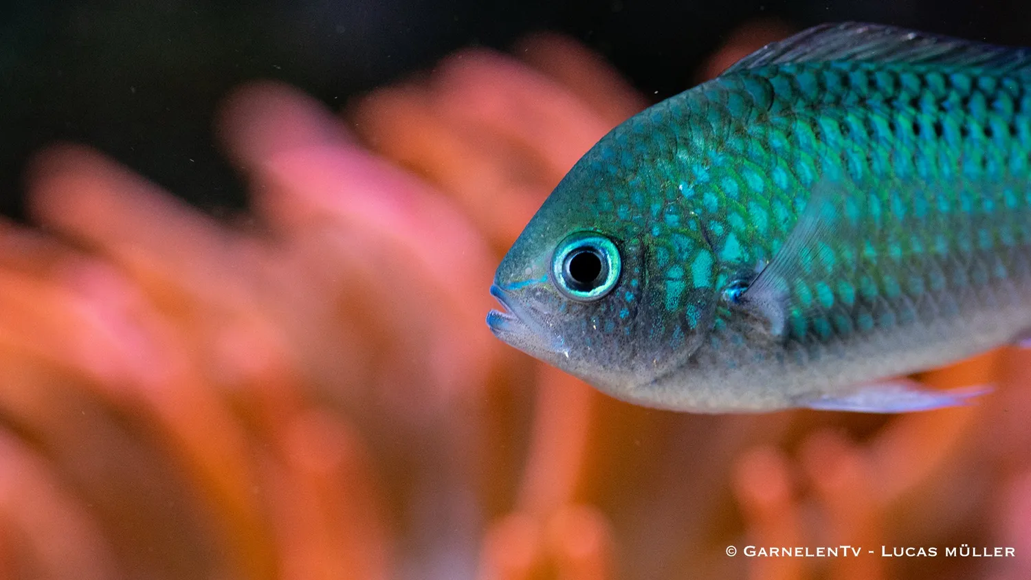 Garnelen TV Chromis viridis saltvattensfisk grön stimfisk