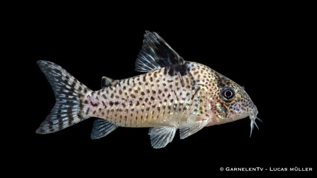 Garnelen TV Leopardpansarmal Corydoras ambiacus fredlig