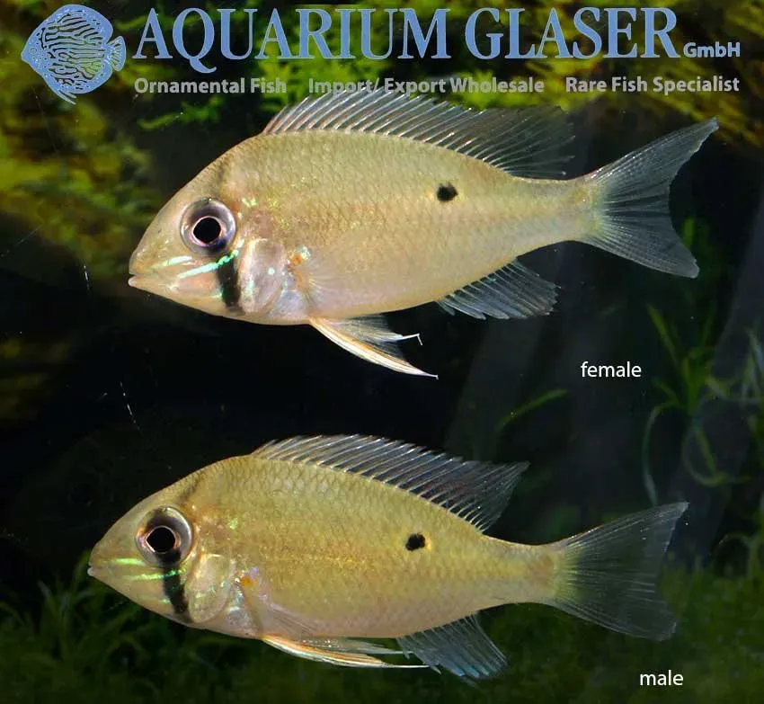 Näsets Ciklidhobby Biotodoma wavrini akvariefisk wild 6–8 cm