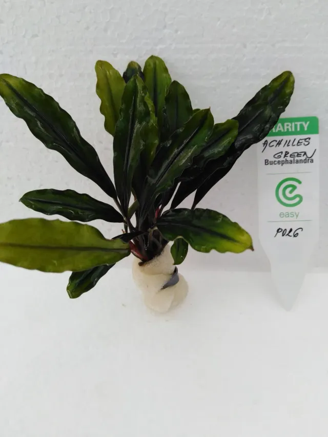 Näsets Ciklidhobby Achilles Green Easy8 akvarieväxt grön