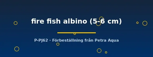 Näsets Aulonocara fire fish albino ciklid 5–6 cm