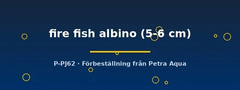 Näsets Aulonocara fire fish albino ciklid 5–6 cm