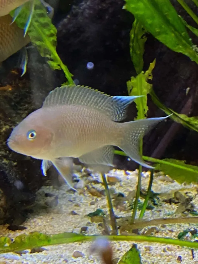 Näsets Ciklidhobby Neolamprologus Marunguensis ciklid