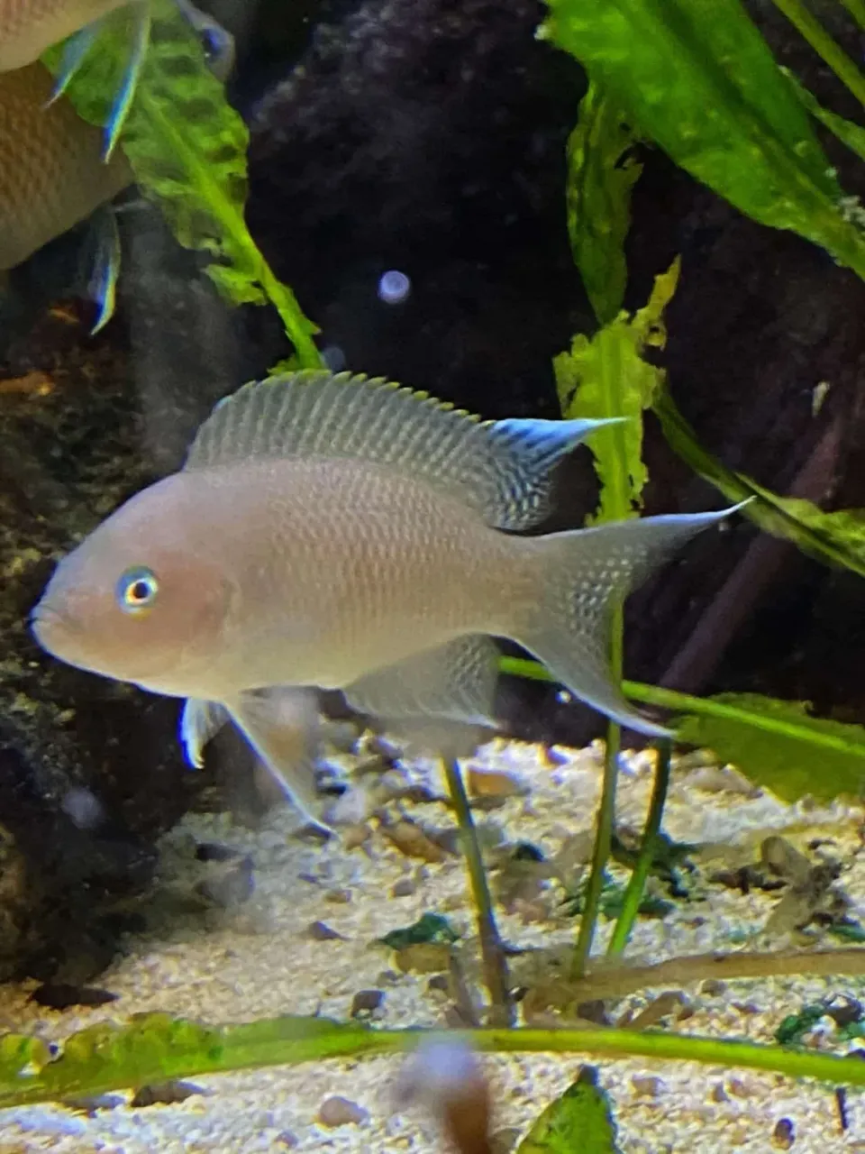 Näsets Ciklidhobby Neolamprologus Marunguensis ciklid