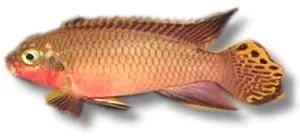 Pelvicachromis taeniatus niger red ciklid 3–4 cm