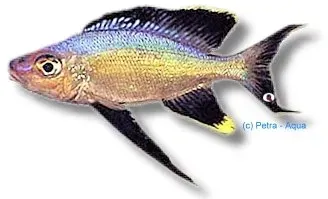 Näsets Ciklidhobby Furcifer rutunga ciklid 4–5 cm tanganyika