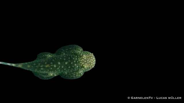 Garnelen TV Borneo Flossensauger Pseudogastromyzon myersi akvariefisk algätande