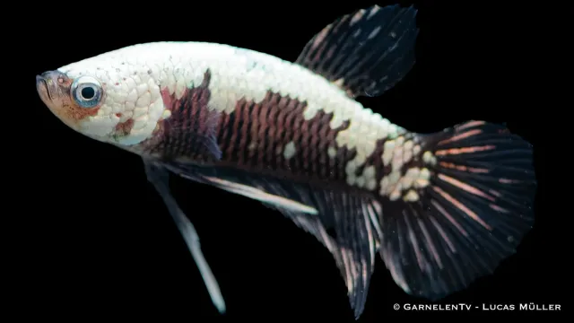 Garnelen TV Betta Black Samurai Plakat kampfisk hane