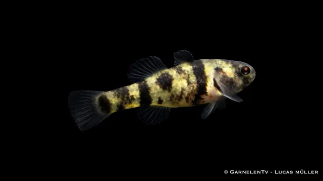 Garnelen TV Ozelotgrundel akvariefisk Brachygobius gul svart