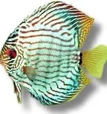 Näsets Ciklidhobby Symphysodon brilliant turquoise diskus 17–20 cm