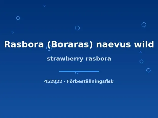 Näsets Ciklidhobby Strawberry rasbora Boraras naevus akvariefisk md