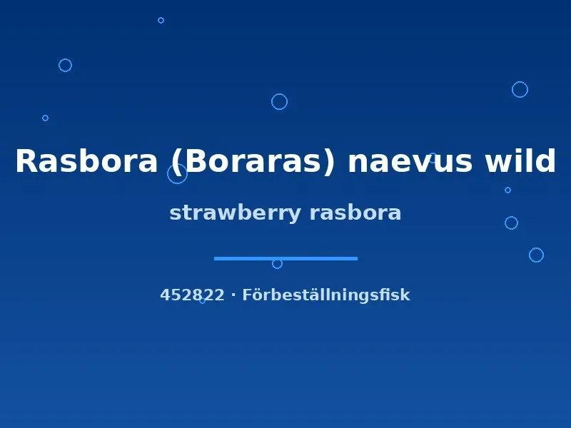 Näsets Ciklidhobby Strawberry rasbora Boraras naevus akvariefisk md