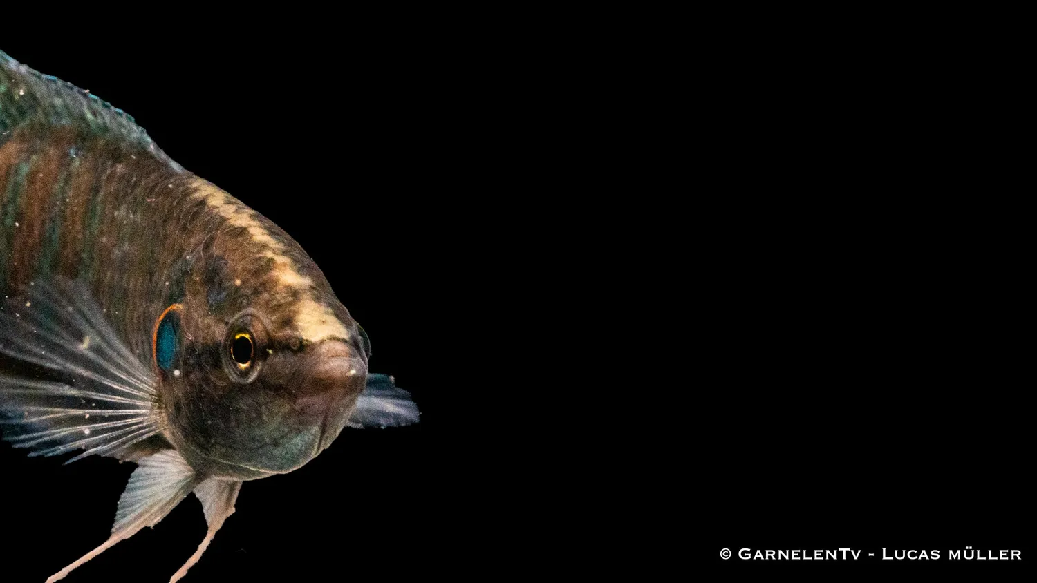 Garnelen TV Makropod Macropodus opercularis akvariefisk röd
