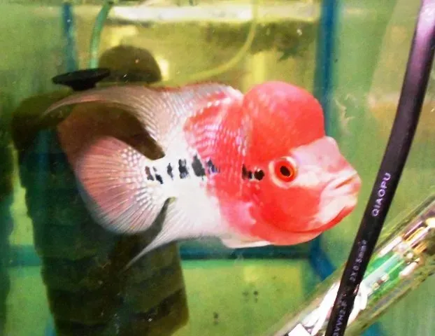 Flowerhorn big head ciklid 7–9 cm