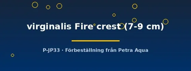 Näsets Copadichromis virginalis Fire Crest ciklid 7–9 cm