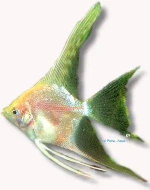Näsets Pterophyllum scalare gold skalar 4–5 cm slöj