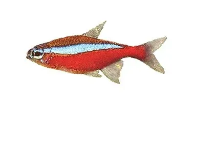Näsets Cardinal Tetra kardinaltetra CB 3–3,5 cm
