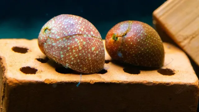 Garnelen TV Clithon sowerbianum pink lady snäcka algätare