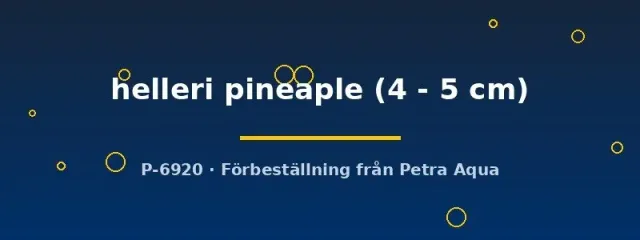 Näsets Ciklidhobby Xiphophorus helleri pineapple svärdbärare 4–5