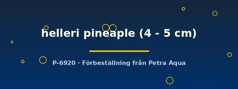 Näsets Ciklidhobby Xiphophorus helleri pineapple svärdbärare 4–5