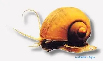 Näsets Ciklidhobby Pomacea red snail akvariesnäcka 2 cm