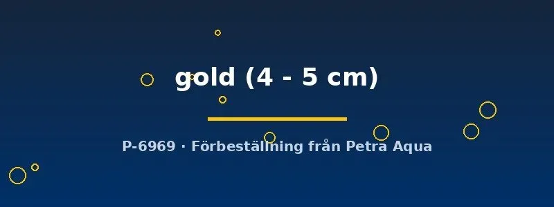 Poecilia latipinna gold molly 4–5 cm tålig