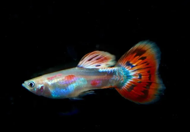 Garnelen TV Guppy Pigeon Blood akvariefisk hane