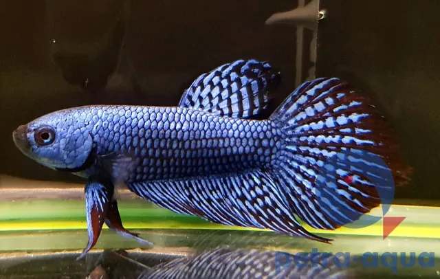 Näsets Ciklidhobby Betta spl. Alien blue hane kampfisk L
